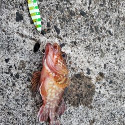 ロックフィッシュ