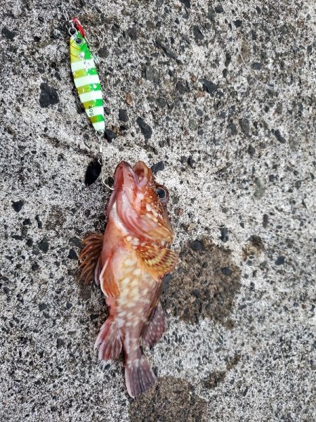 ロックフィッシュ