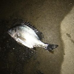 激シブ　ヘチ釣りでチヌ37cm
