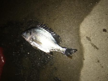 激シブ　ヘチ釣りでチヌ37cm