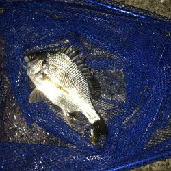 ヘチ釣りでチヌとキビレ！