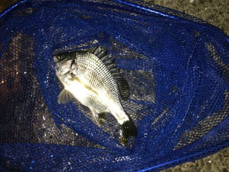 ヘチ釣りでチヌとキビレ！