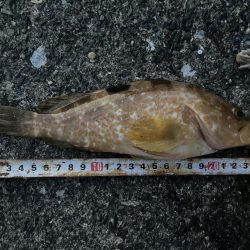 ダンゴ、サビキで7目