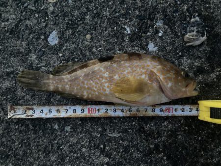 ダンゴ、サビキで7目