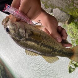 トップでバスが釣れました。［ガボッツ90］