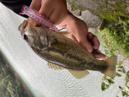 トップでバスが釣れました。［ガボッツ90］
