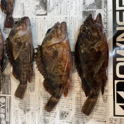 アコウ釣りその3