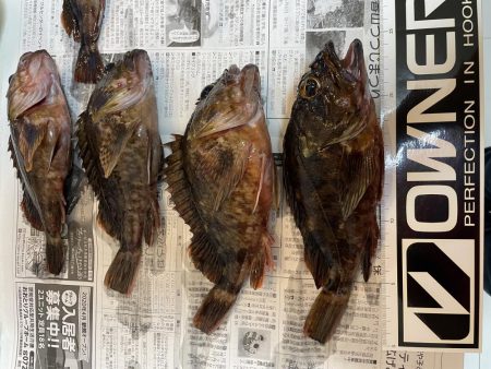 アコウ釣りその3