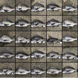 イチノ兄弟、釣果！