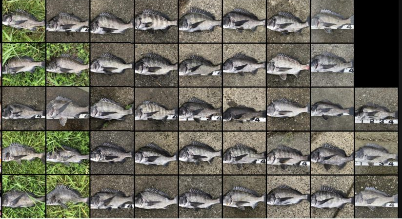 イチノ兄弟、釣果！