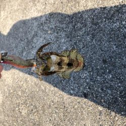 新子アオリイカ調査③