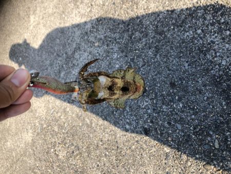 新子アオリイカ調査③