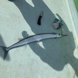 津島でライトジギング