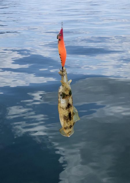 コロッケあがりました。