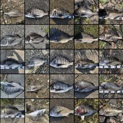 イチノ兄弟、釣果!