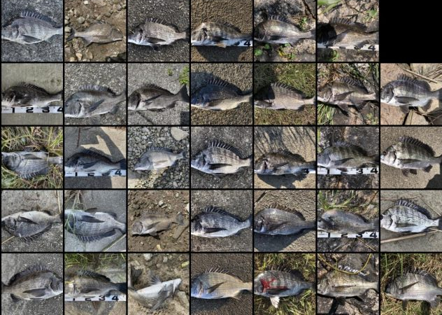 イチノ兄弟、釣果!