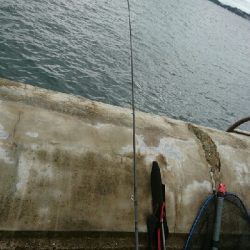 源一郎の鱗付けしたくて…超満員のマリーナ(*_*)