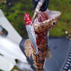 雨の中の釣りツーリングでルアー五目