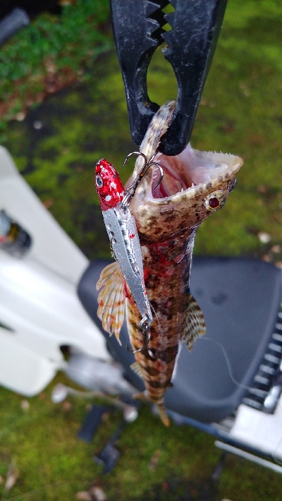 雨の中の釣りツーリングでルアー五目