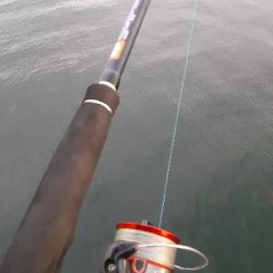 タチウオ狙うも・・・