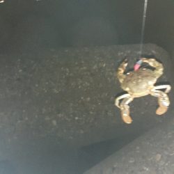 やっと持ち帰りサイズが釣れました！