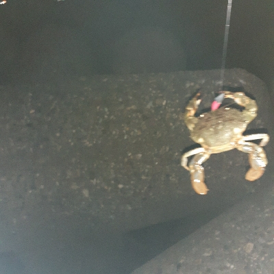 やっと持ち帰りサイズが釣れました！