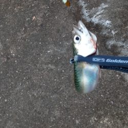 サバ天国！？地獄！？