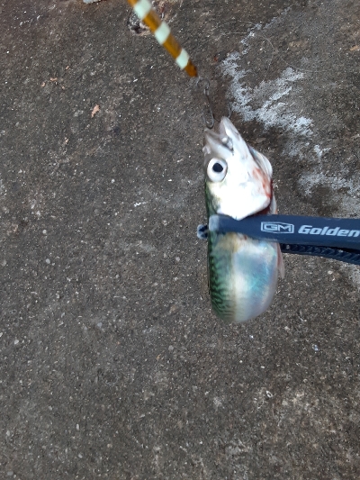 サバ天国！？地獄！？