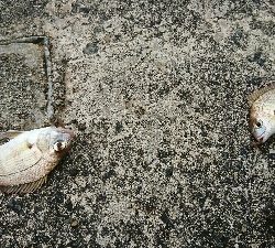 介護の合間にショアジギ＆投げ釣り