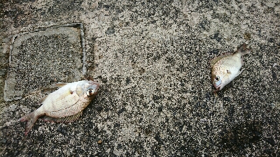 介護の合間にショアジギ＆投げ釣り