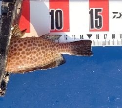 オオモンハタ祭り