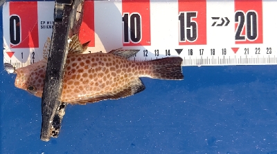 オオモンハタ祭り