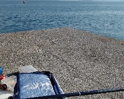 アイゴが釣れました。