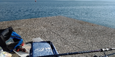 アイゴが釣れました。