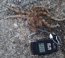 仕事終わりのタコ釣り