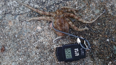 仕事終わりのタコ釣り