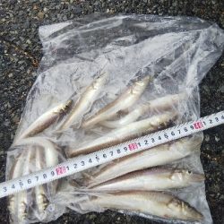 室津のキス釣り