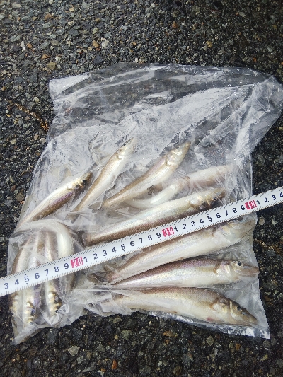 室津のキス釣り