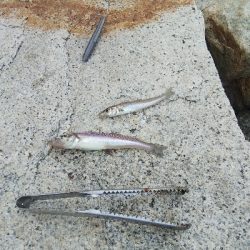 室津のキス釣り