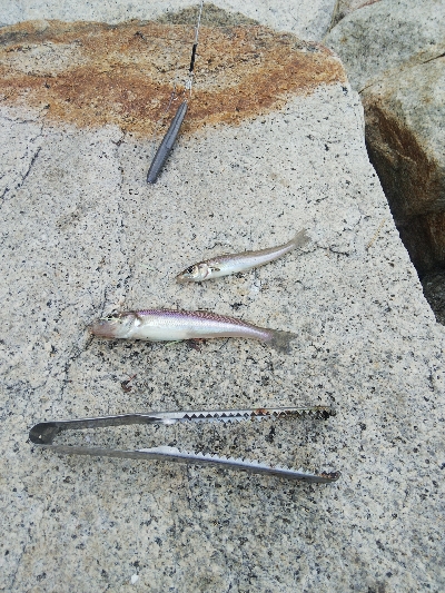 室津のキス釣り