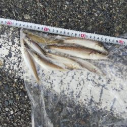 室津のキス釣り