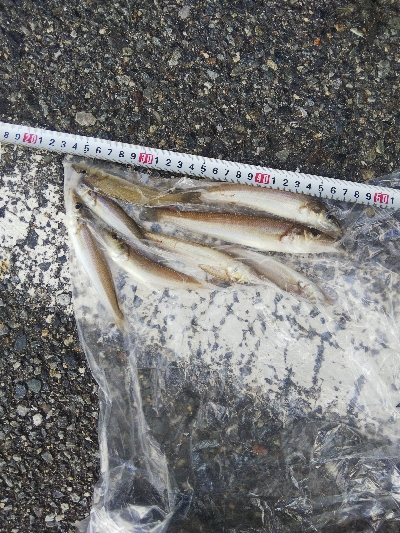 室津のキス釣り