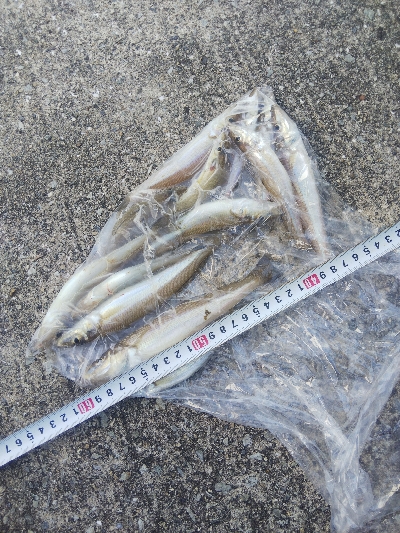 苅屋のキス釣り