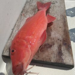 SLＪ＆鯛ラバで6種目ゲット