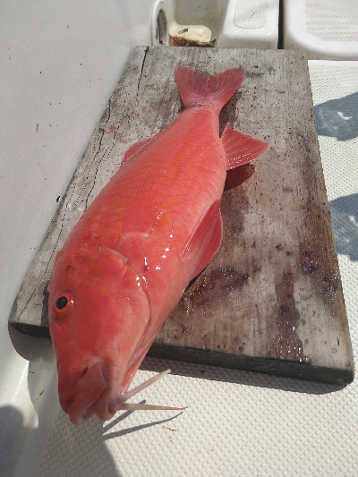 SLＪ＆鯛ラバで6種目ゲット