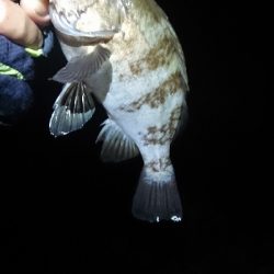 まだ釣れてます。