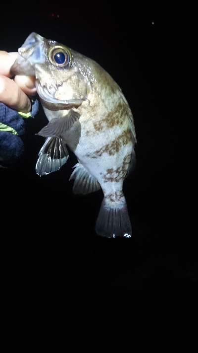 まだ釣れてます。