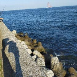 真っ昼間にも回遊有り