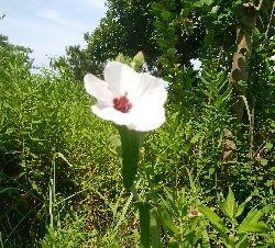 『釣りデビュー(´▽`)』213