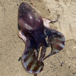 久々にサーフとショアから初マゴチ